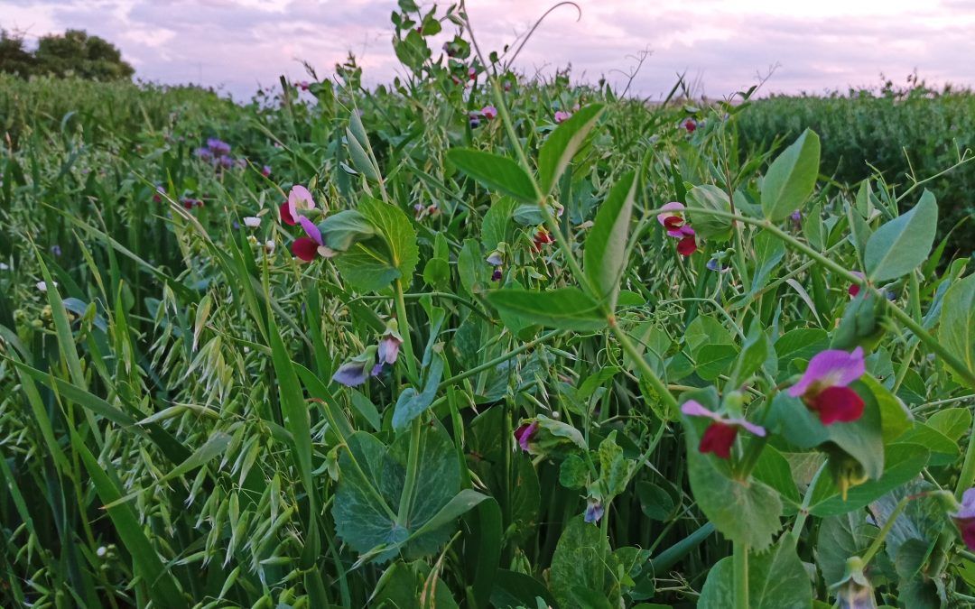 Cover Crops and Green Manures
