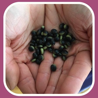 March Seed Grower Meet-Up: Sowing Seeds to Save