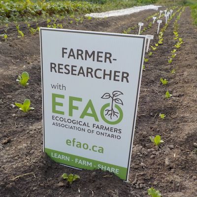Two smiling farmers crouch in front of a red pepper plant, holding an EFAO Farmer-led Research sign