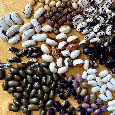 Beans: Breeding & Selecting Specialty Varieties