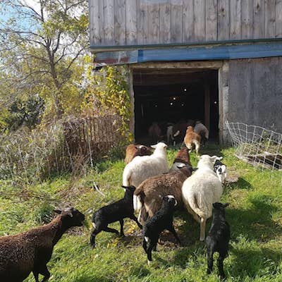 Keeping Sheep on an Organic Vegetable Farm