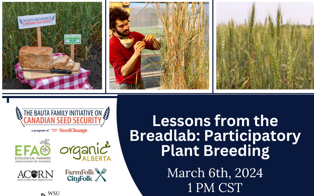 Lessons from the Breadlab: Participatory Plant Breeding