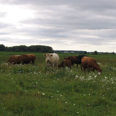 Starting a cattle herd