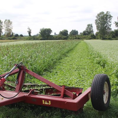 A red roller crimper in the foreground sits in front of a green field of freshly crimped cover crops