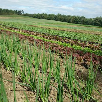 Field Design and Vegetable Crop Planning