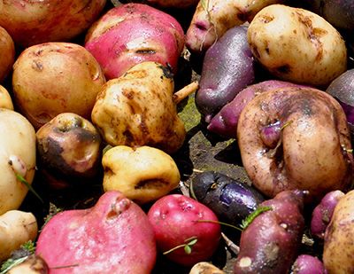 How to Breed & Register your own Potato Variety