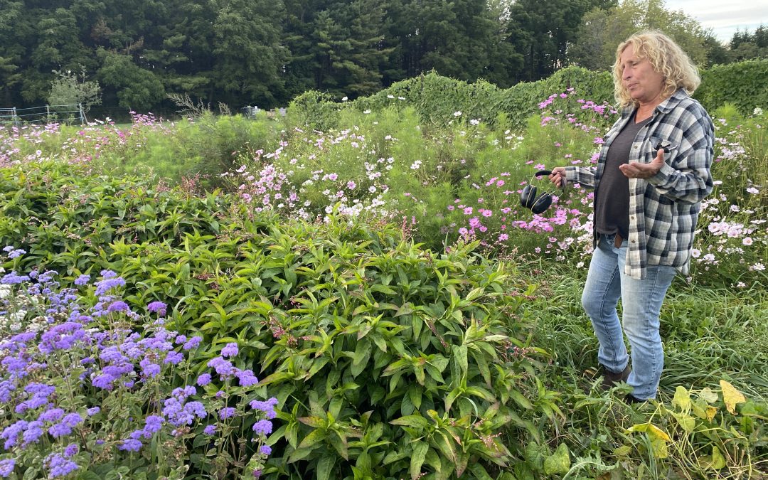 Growing Seed, Growing Community at Hawthorn Farm Organic Seeds