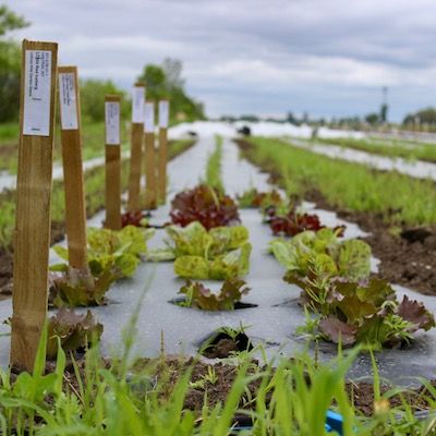From Variety Trials to Seed Saving: Lettuce Production in the Northeast