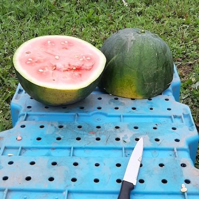 Watermelons in Thunder Bay? A Landrace Breeding Project