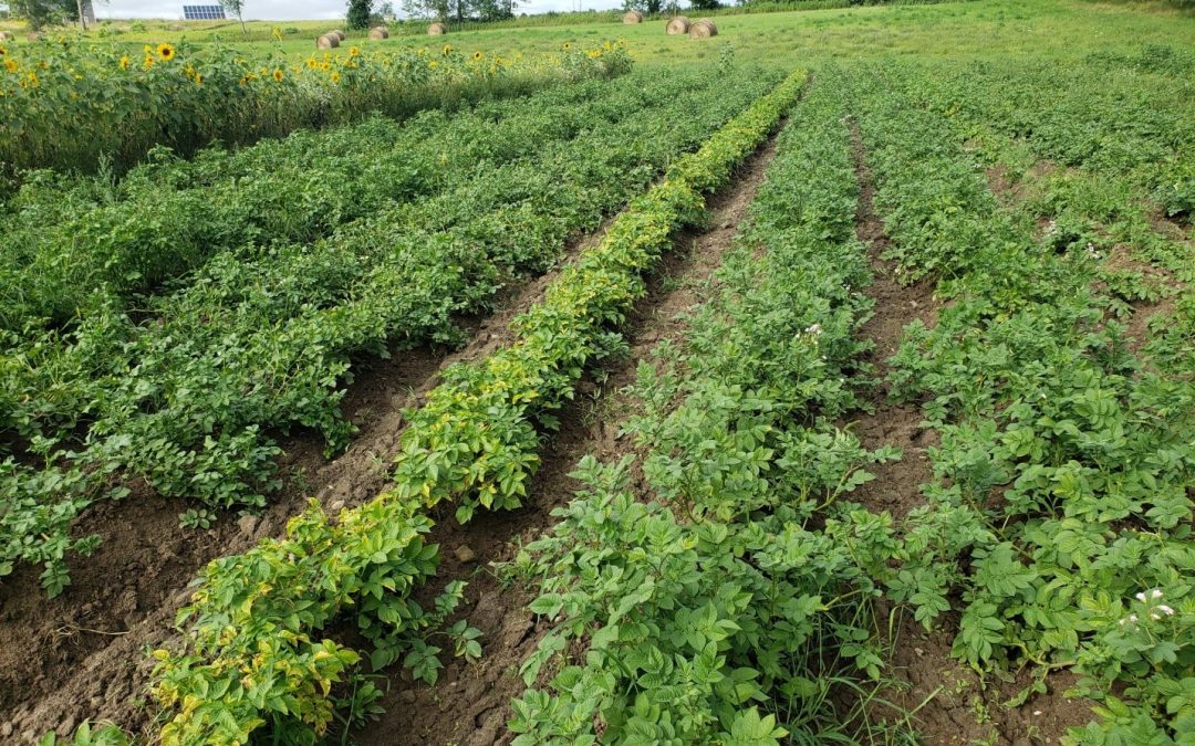 Cycles that Feed the Farm and the Farmers: Soil, Seed, and System Thinking