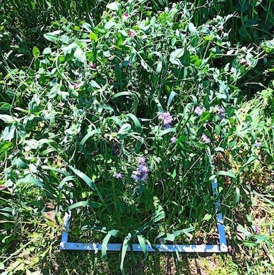 Quantifying Plant Available Nitrogen From Cover Crops