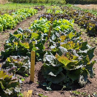 CANOVI Farm Club: Heat Tolerant Lettuce Trial Results