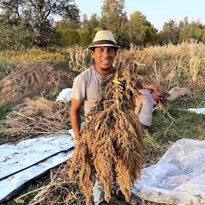 Rony Lec poses with a big amaranth plant he harvested from his research plot