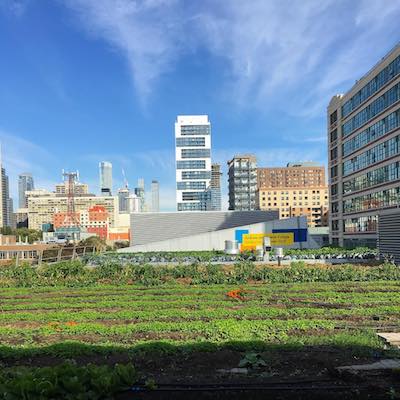 Rooftop Growing with the Ryerson Urban Farm