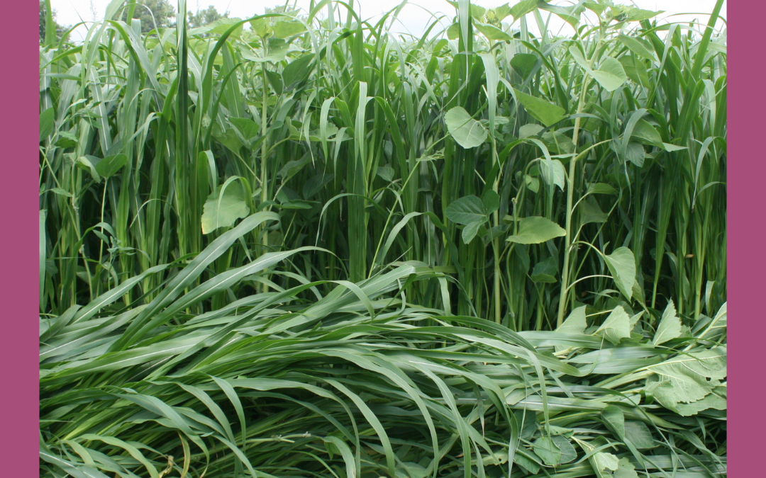 Don’t Farm Naked – An Introduction to Cover Crops