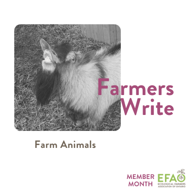 Farmers Write: Farm Animals