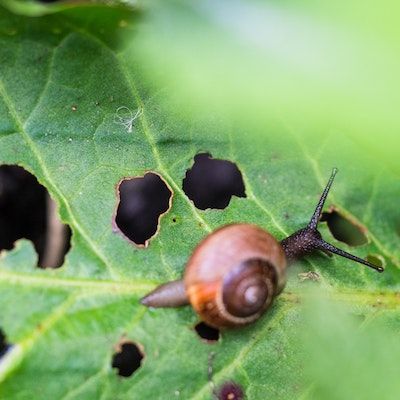 Identifying and Controlling Pests and Diseases