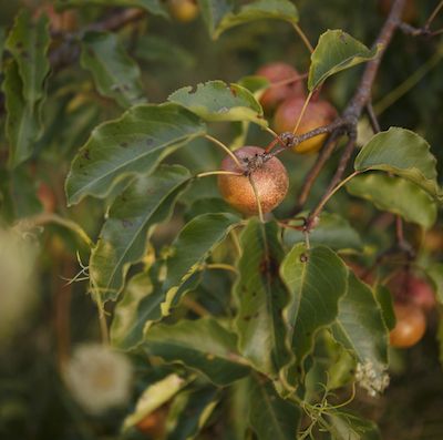 Holistic Teas and Tree Pruning for Healthy Fruit Crops
