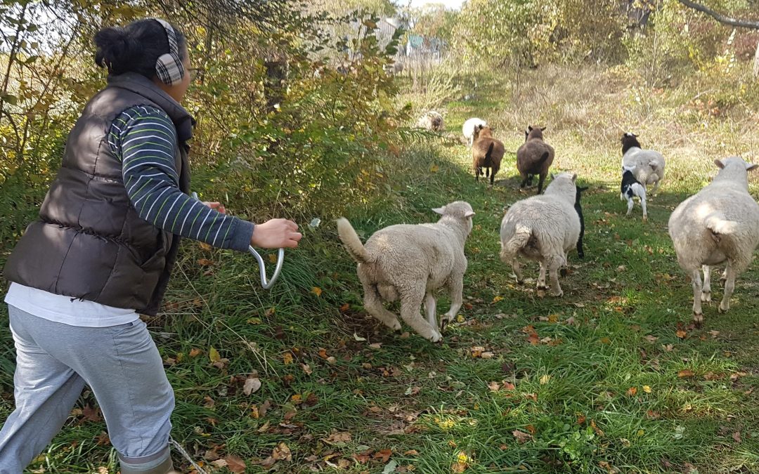 From Veggie CSA to Pastured Sheep: Farming for the Long Haul