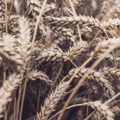 Small Grains Meet-Up: Expanding Your Market