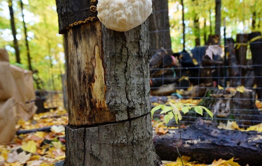 Outdoor Mushroom Cultivation