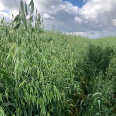 Outstanding Oats: New Research