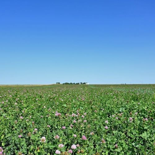 Small Grains Meet Up: Cover Crops and Small Grains