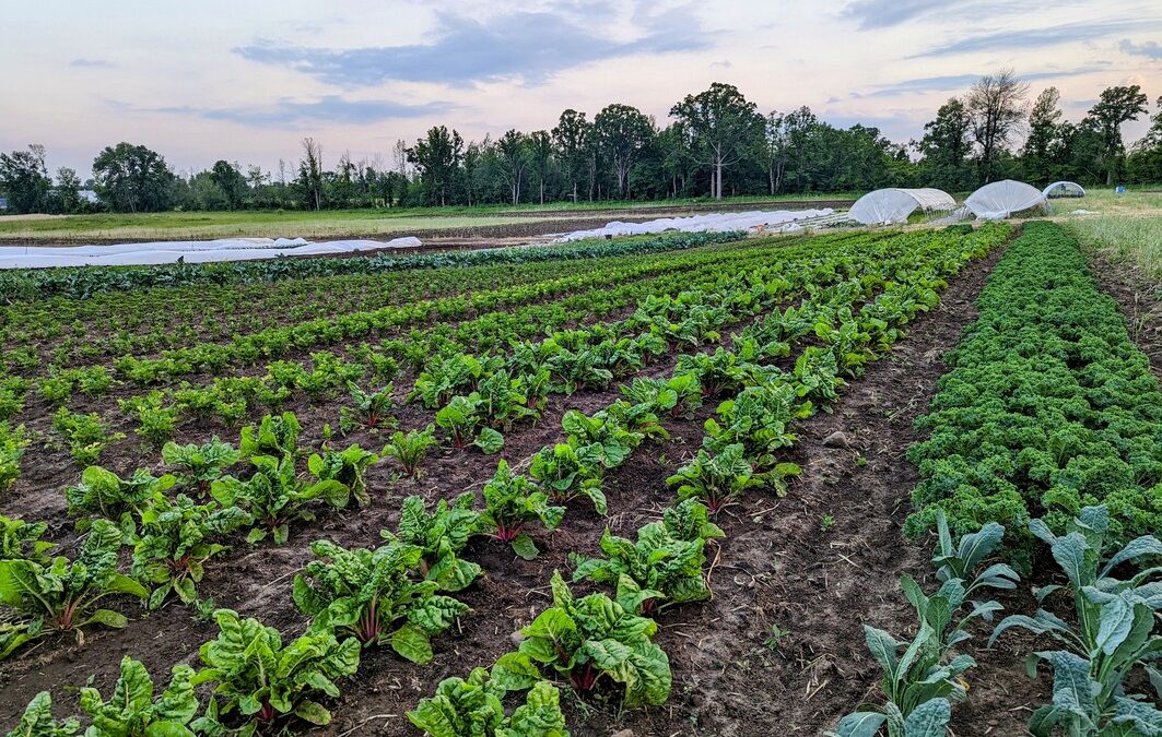 Market Gardening, Savvy Marketing, & Strategic Land Access in Eastern Ontario