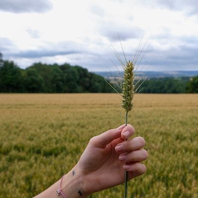 Small Grains Meet-Up: Ask a Certified Crop Advisor