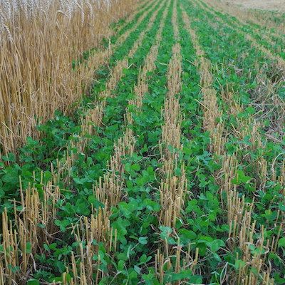 Cover Crops & Green Manures
