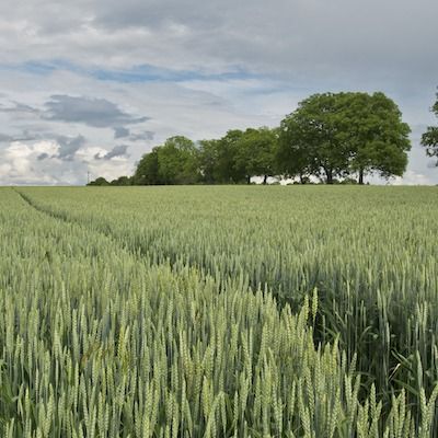 A green field of grains growing with feathery awns under a blue cloudy sky